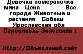 Девочка помераночка мини › Цена ­ 50 000 - Все города Животные и растения » Собаки   . Ярославская обл.,Переславль-Залесский г.